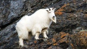 Rocky Mountaineer Goat Alberta