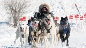 Northern Manitoba Trappers Festival Dog Sled Race