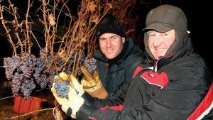 Winter in Niagara Falls Icewine Grapes Harvest