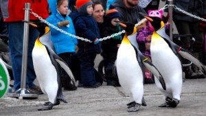 Family Day Weekend Calgary Zoo Penguin Walk