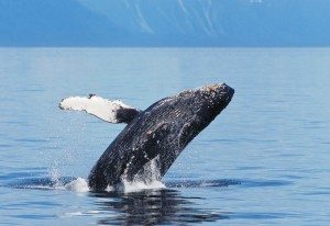 alaskan cruisetour humpback whale