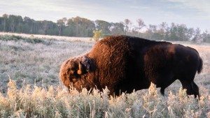 Things to do in manitoba riding mountain national park bison
