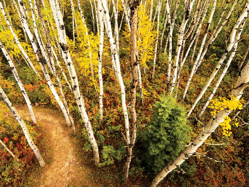 Leaf Out: Fall Colours in Saskatchewan