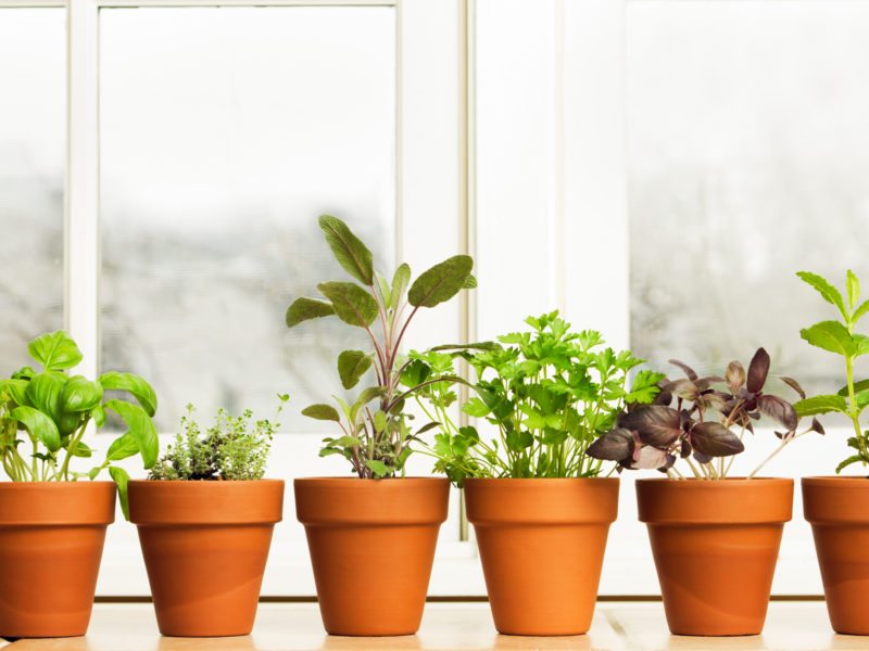 Kitchen Gardening 101: Tips for Growing Fresh Produce Indoors