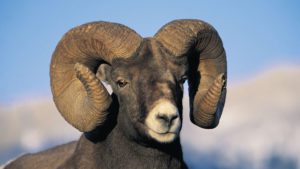 alberta animals bighorn sheep banff jasper
