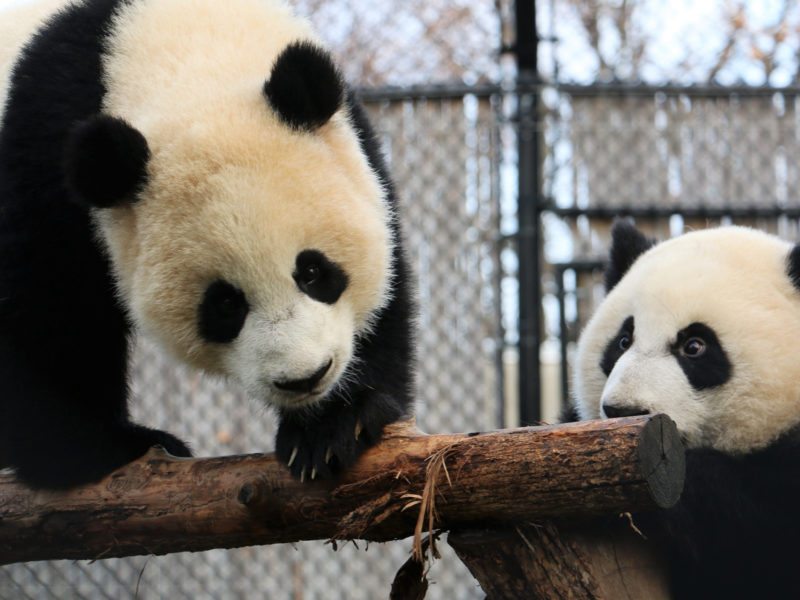 Everything You Want to Know About the Wilder Institute/Calgary Zoo Giant Pandas