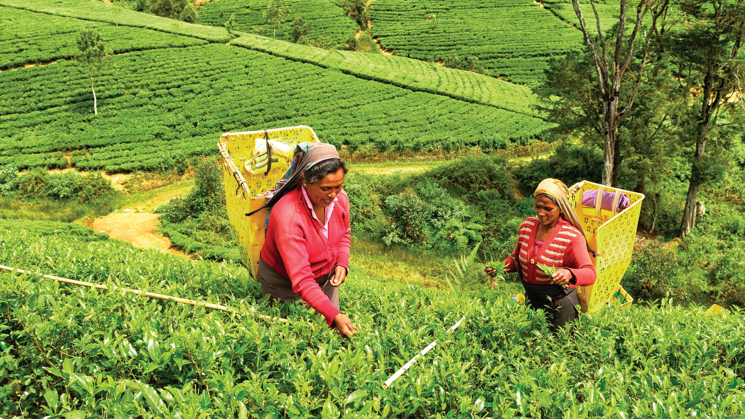 sri lanka tea picking field