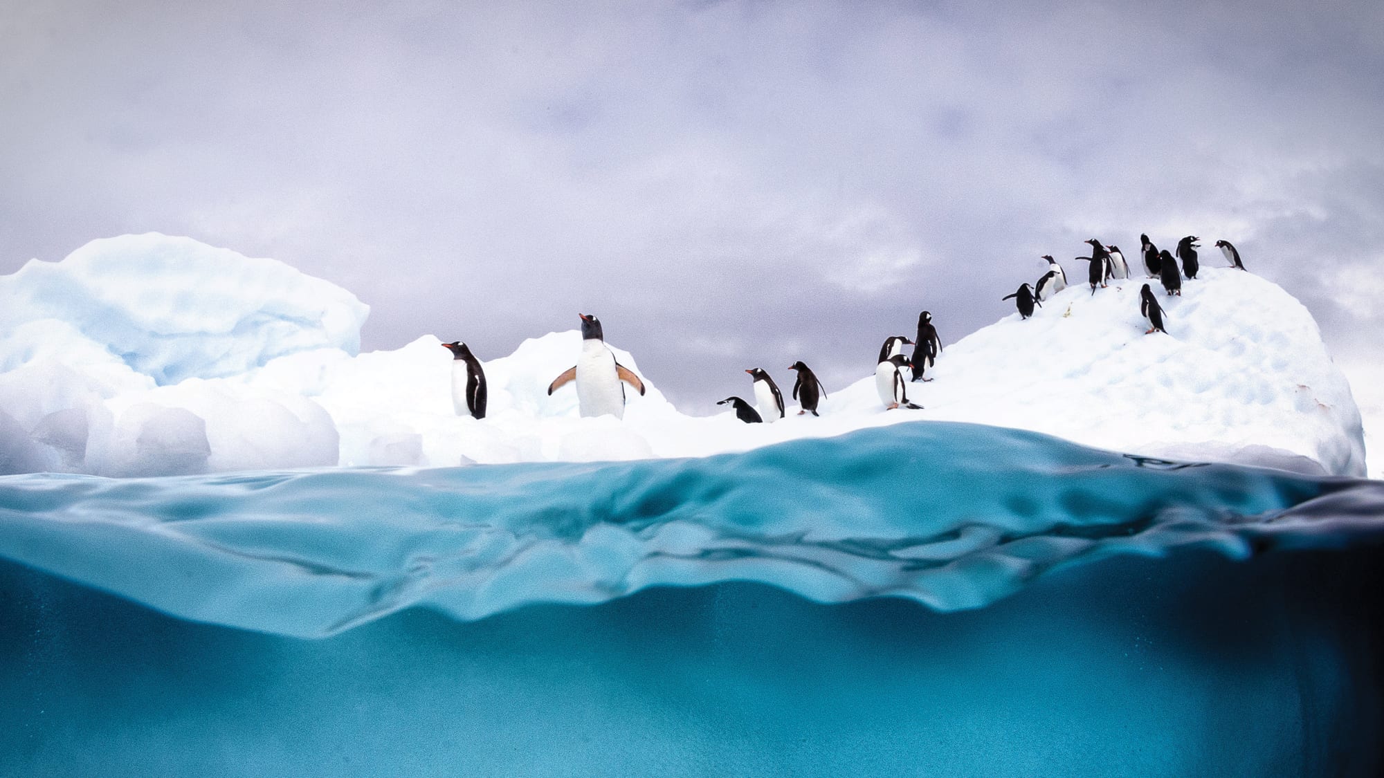 cruising antarctica penguins