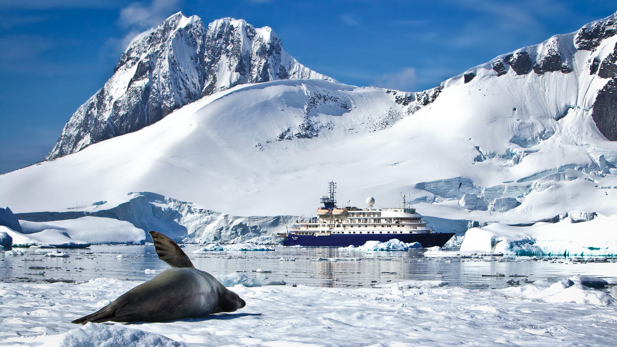 cruising antarctica ship seal