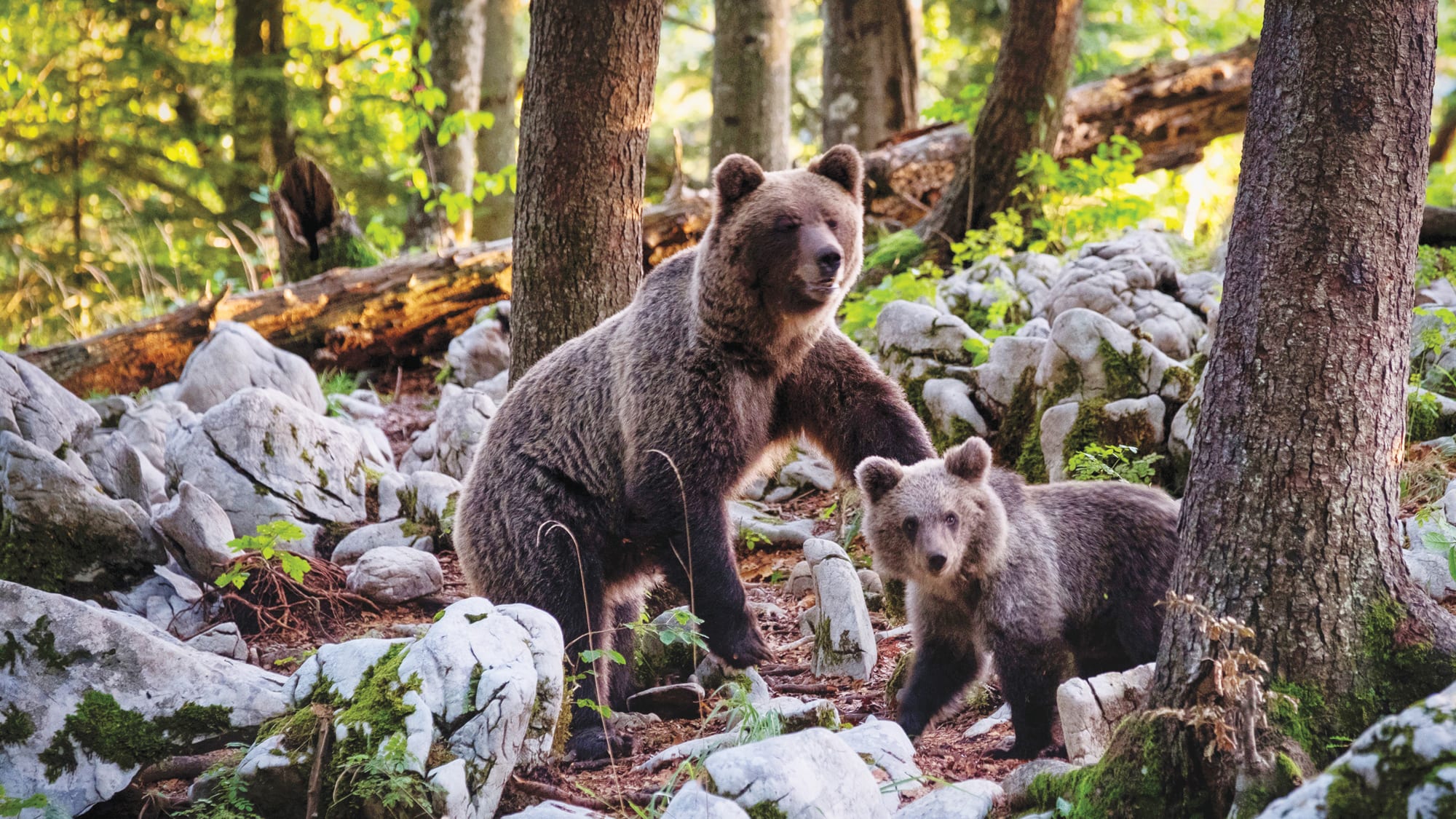 ways to see europe slovenia wildlife bears