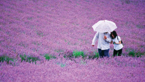 hokkaido lavender furano japan flowers