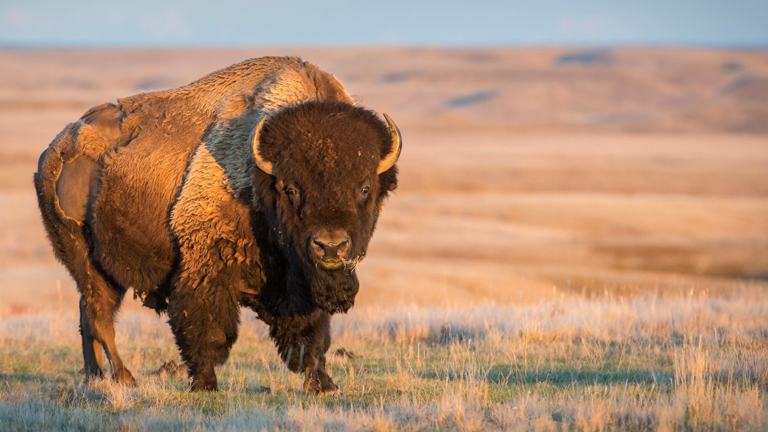 saskatchewan's grasslands bison prairie plains