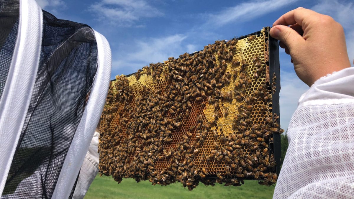 Generating Buzz for Alberta Bees AMA