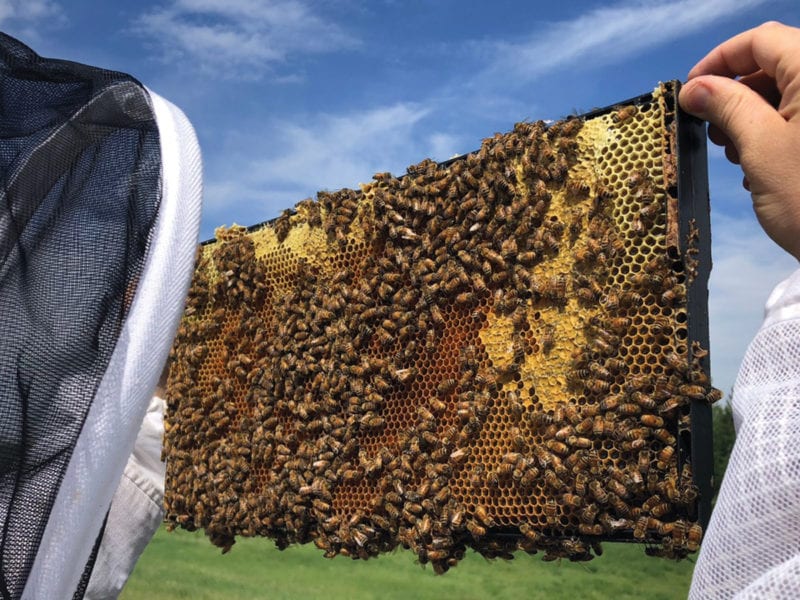 Generating Buzz for Alberta Bees