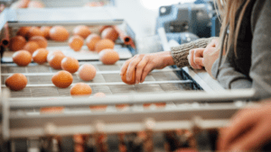 egg farmers alberta sorting