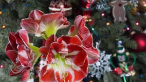 closeup of red amaryllis, a holiday season houseplant, in front of christmas tree