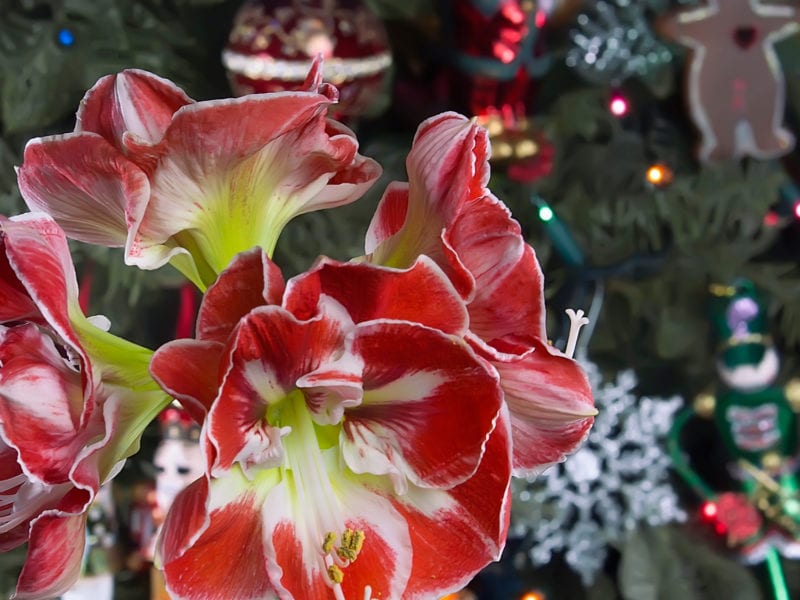 How to Dress Up Your Home with Holiday Season Houseplants
