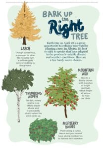 Infographic with illustrated Alberta-native trees and bushes