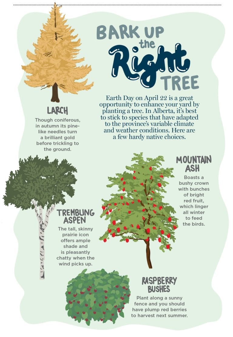 EnvironmentallyFriendlyFunAlbertaTrees AMA