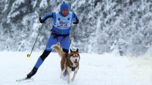 man skijoring with brown and white husky dog in boreal forest