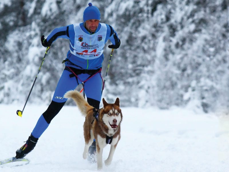What You Need to Know About Skijoring and Other Cool Winter Sports