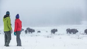 man and woman in winter clothes looking at bison in snowy field