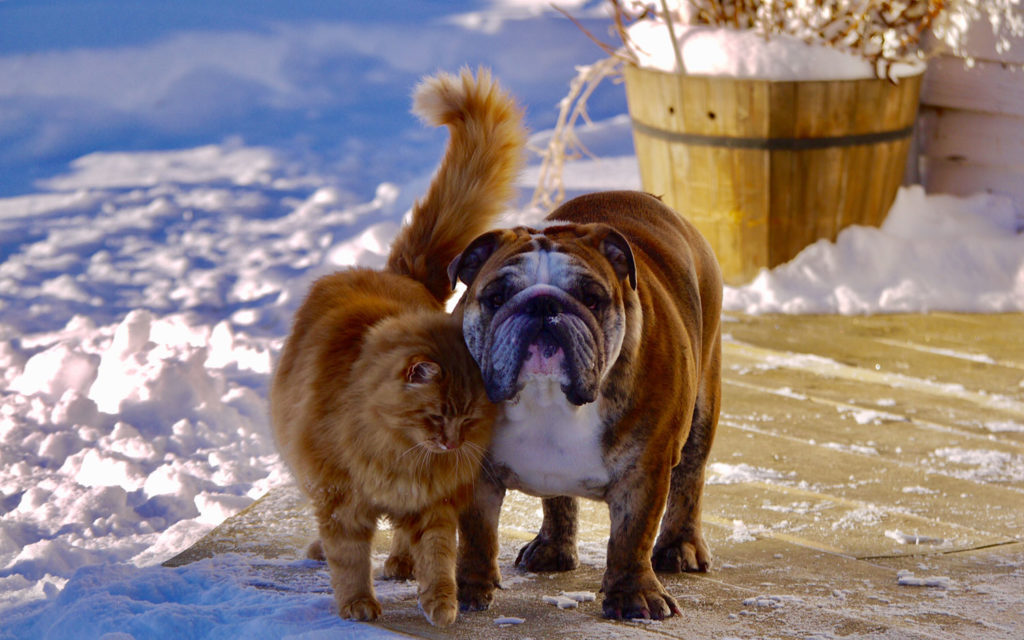 orange cat snuggling a bulldog as they stand on a snow-covered deck
