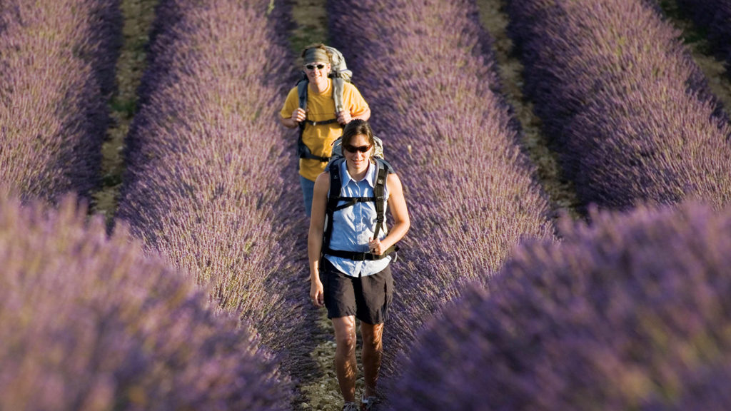 Two hikers walking through field of lavender on an active European holiday