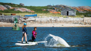 two women in water on standup paddle boards watch beluga whale near Churchill Manitoba