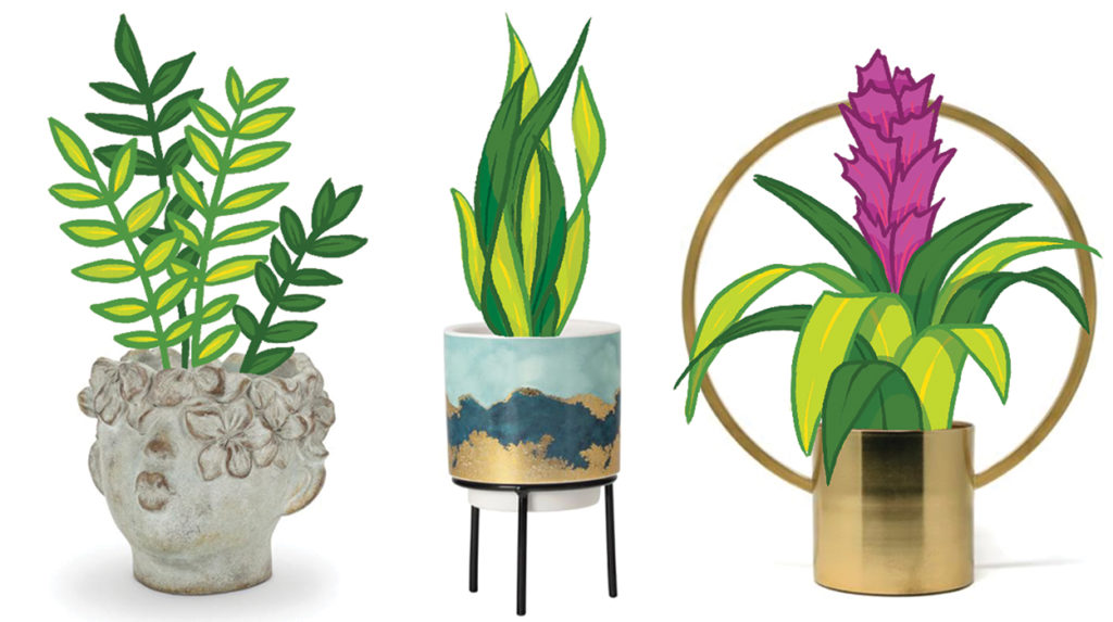 illustrations of zz plant, snake plant and bromeliad in fancy pots