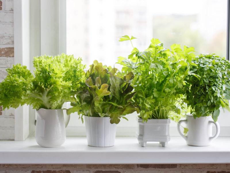 Grow Your Own Veggies Indoors