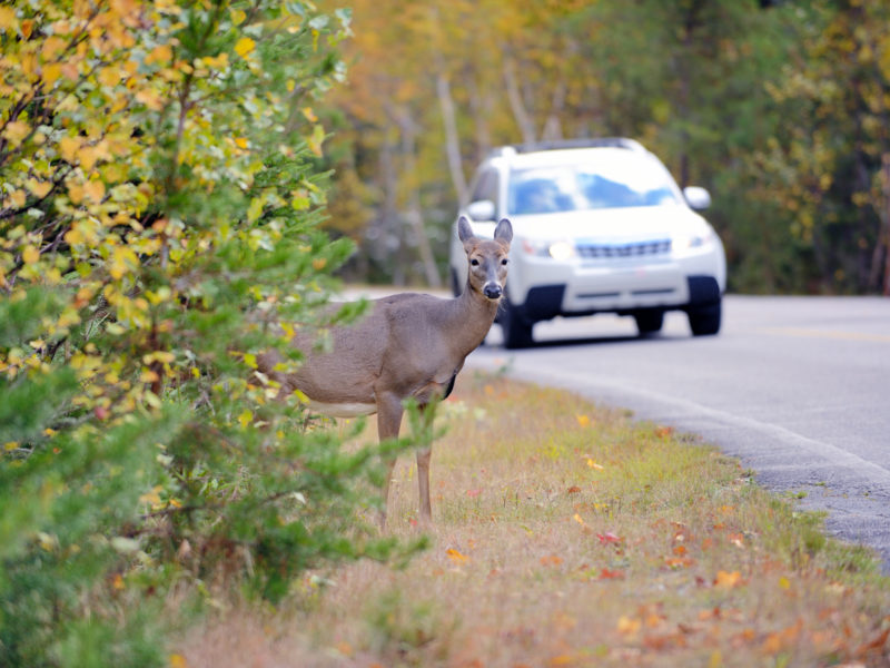 How to Avoid Collisions with Animals