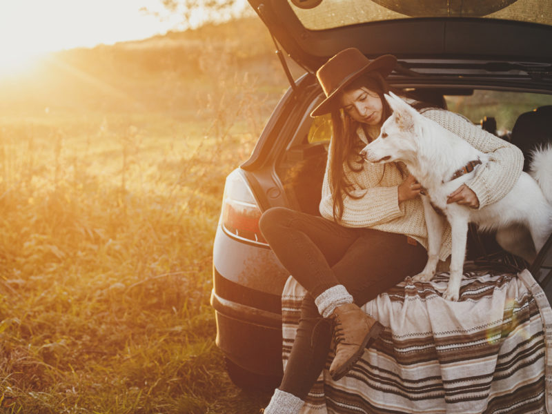 How To Road Trip With Your Dogs