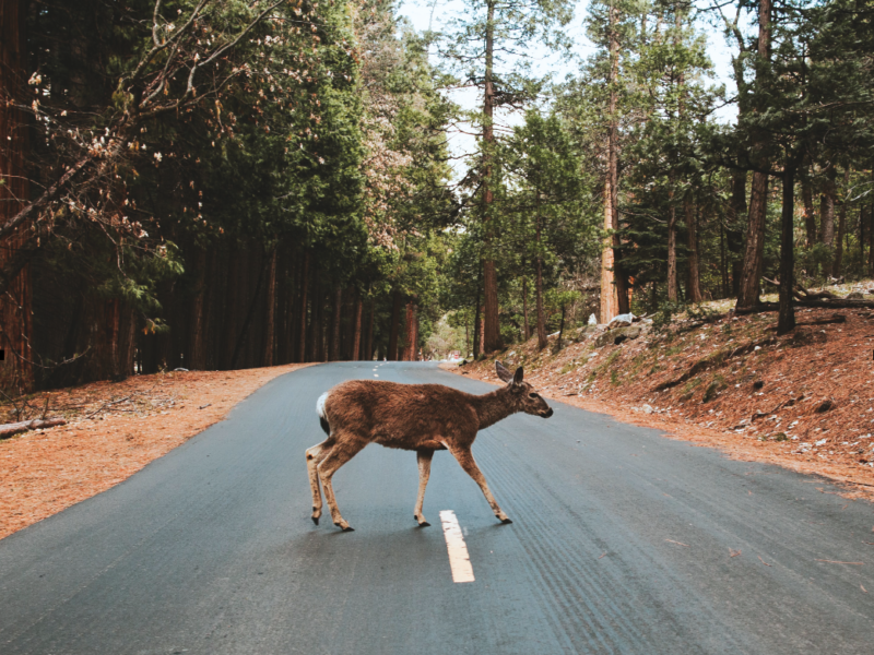 Dodging Danger: Avoiding a Collision with Wildlife