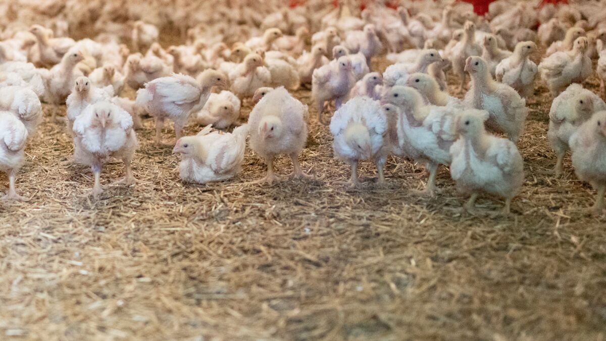 How Alberta Chicken Farmers Use Technology to Keep Their Flocks Healthy