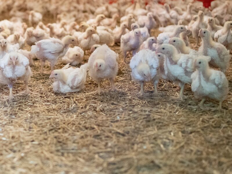 How Alberta Chicken Farmers Use Technology to Keep Their Flocks Healthy 
