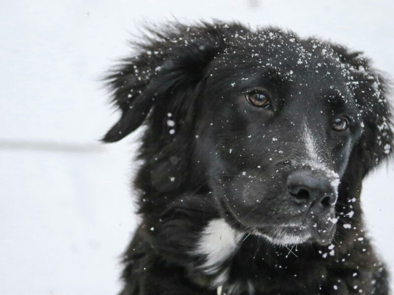 Winter safety for dog walkers and drivers