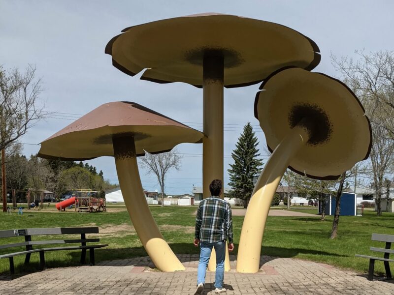 Where in the World? Massive Mushrooms in Vilna
